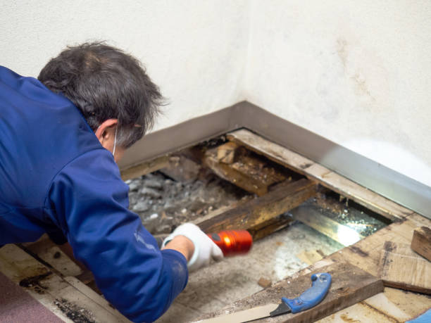 Best Professional Mold Removal  in Denver, NC