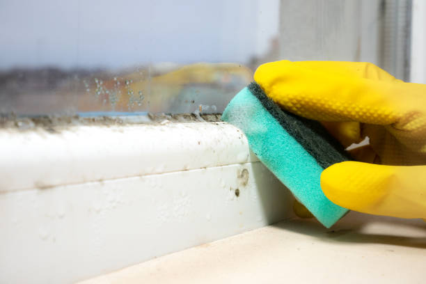 Best Fast Mold Removal  in Denver, NC