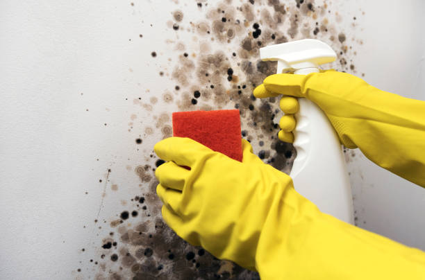 Best Toxic Mold Removal  in Denver, NC