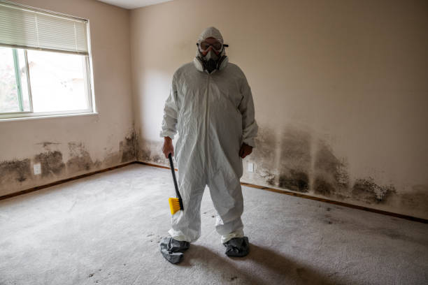 Best Attic Mold Removal  in Denver, NC