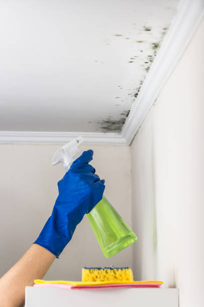 Best Mold Removal Specialists  in Denver, NC
