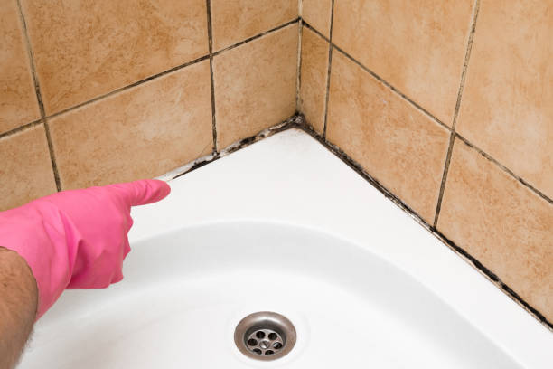 Trusted Denver, NC Mold Removal Experts